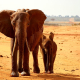 Safari Elephant Africa Animal Young Tsavo