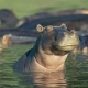 Flusspferde_in_den_Mzima_Springs_im_Tsavo_West_Nationalpark