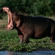 nilpferd-in-tsavo-west-national-park-kenia