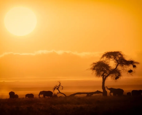 tsavo-amboseli